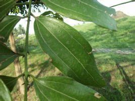 平行脈植物|平行脈:平行脈（parallel venation）是單子葉植物所特。